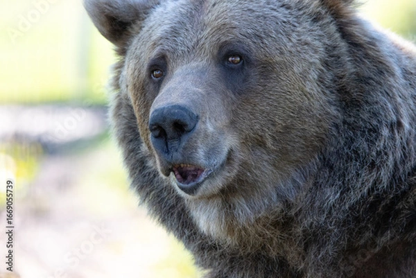 Fototapeta funny kodiak brown bear portrait with unusual facial expression