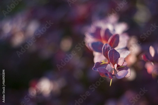 Fototapeta Violet background