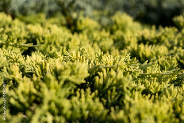 Fototapeta Green background