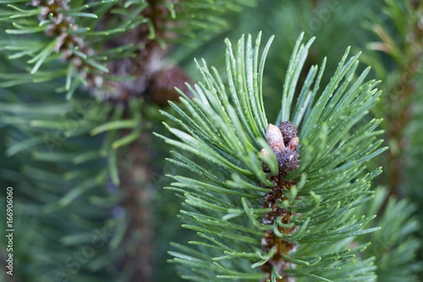 Fototapeta Tree background