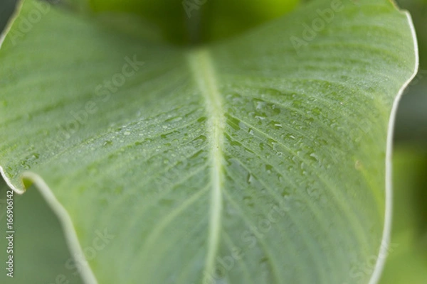 Fototapeta Leaf background