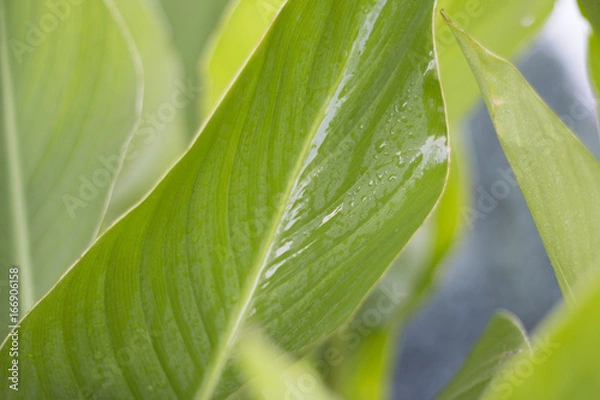 Fototapeta Leaves background