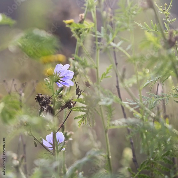 Obraz Succory flower in summer field