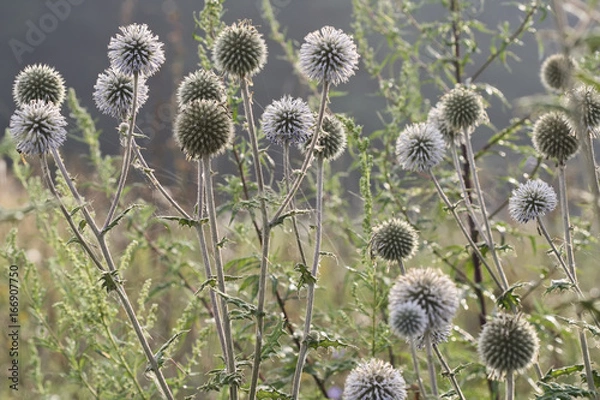 Obraz Dry feverweed in summer filed