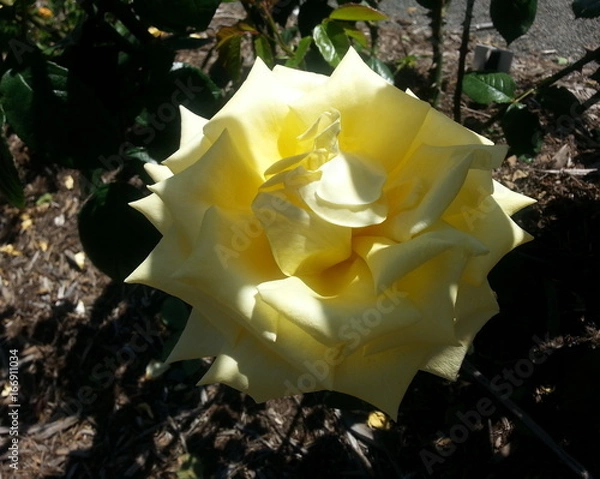 Fototapeta Selfridges Rose