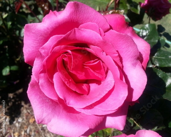 Fototapeta Iceberg Roses