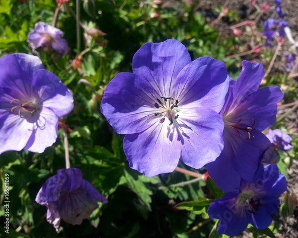 Fototapeta Nikko Blue Hydrangea