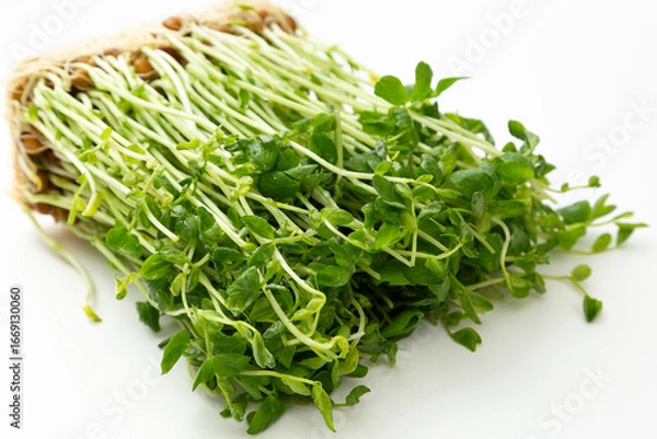 Fototapeta 豆苗　白バック