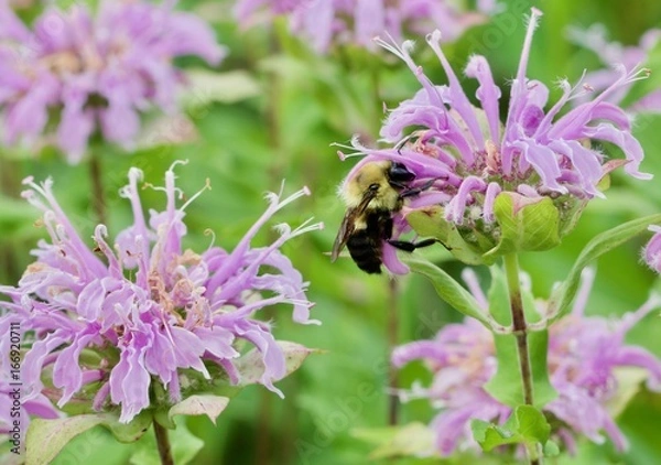 Fototapeta Bumble Bee Reaching Hard