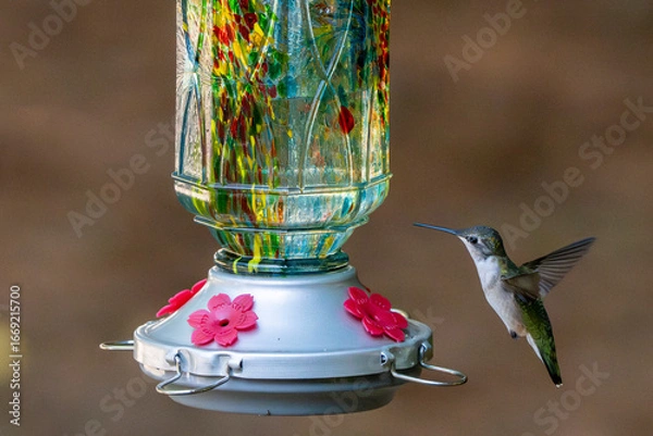 Obraz hummingbird in flight at a light blue feeder