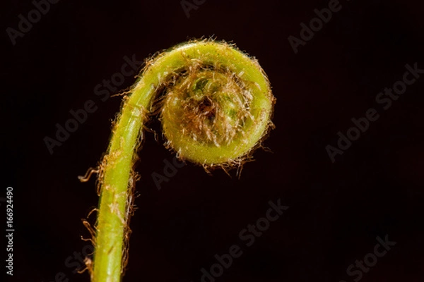 Fototapeta Fiddlestick Fern