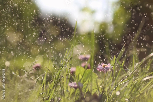 Obraz grass nature macro