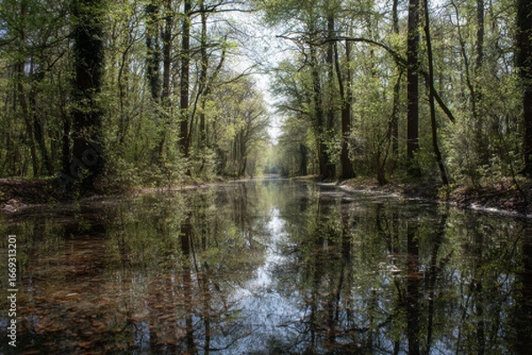 Fototapeta Peaceful flooded forest path reflects clear sky on water surface