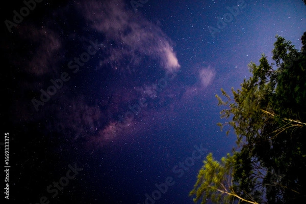Obraz Stunning night sky with countless stars and the faint glow of the Milky Way galaxy, framed by dark tree silhouettes, showcasing the vast beauty of astrophotography.