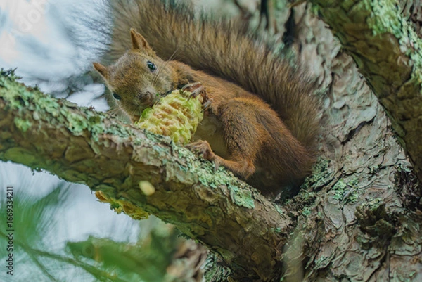 Obraz 北海道の野生動物