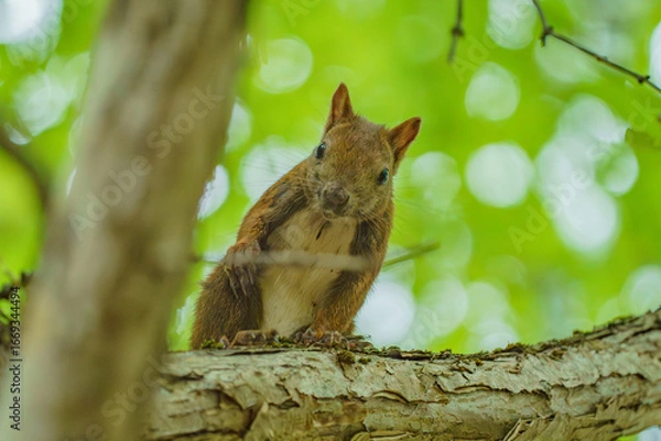Obraz 北海道の野生動物