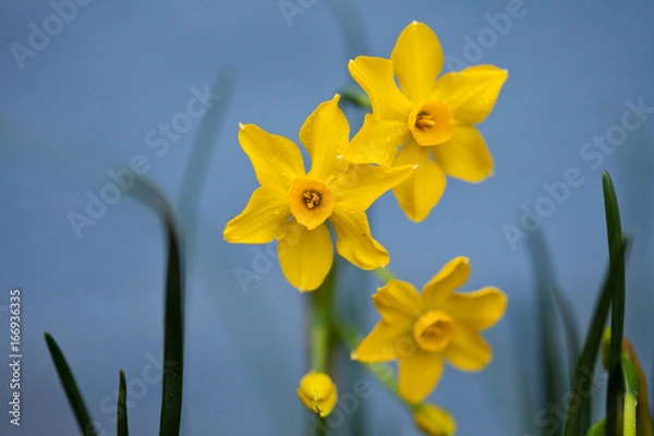 Fototapeta Daffodil Yellow