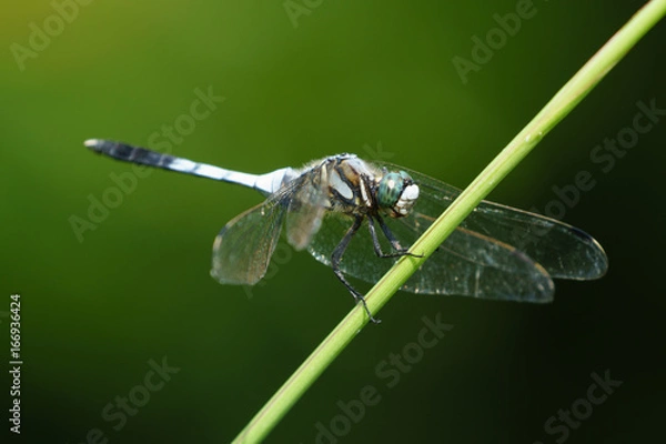 Fototapeta シオカラトンボ