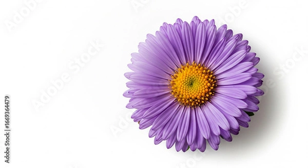 Obraz Single purple aster on white background