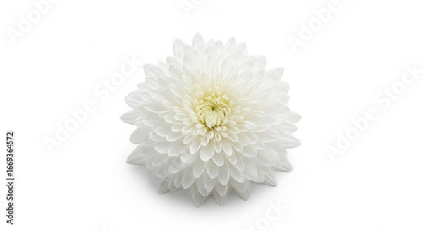 Obraz Single white chrysanthemum on white background