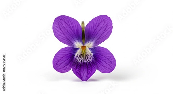 Obraz Single violet flower on white background