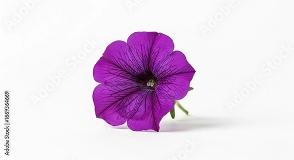 Obraz Single violet petunia on white background