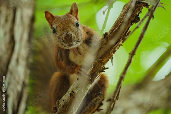 Fototapeta 北海道の野生動物