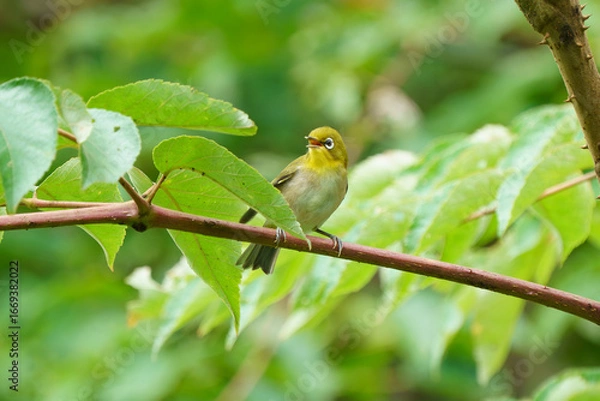 Obraz 北海道の野鳥