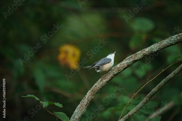 Obraz 北海道の野鳥