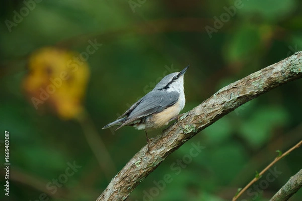 Obraz 北海道の野鳥
