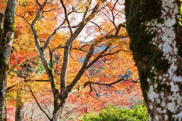 Obraz 紅葉した山