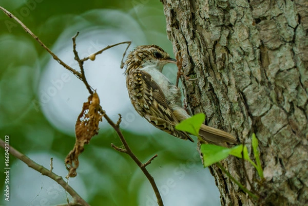 Fototapeta 北海道の野鳥
