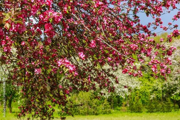 Obraz Beautiful pink petals on a blooming apple tree in spring