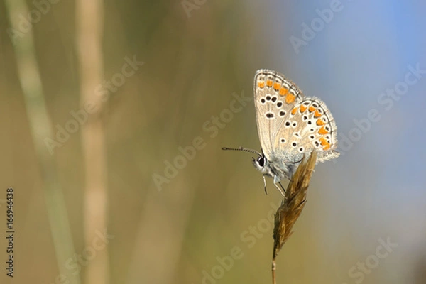 Fototapeta Aricia sp.