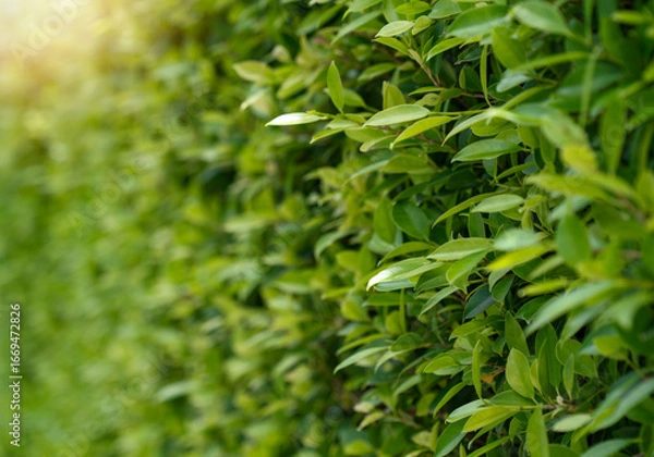 Obraz Green leaf fence with sunrise for background