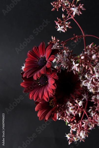 Fototapeta A bunch of pretty red daisies on a black background