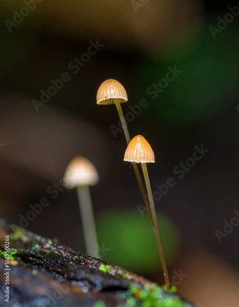 Obraz Three small, light-brown mushrooms sprout from damp, dark wood