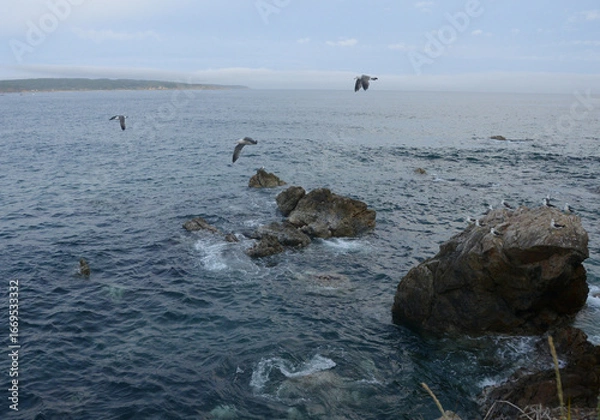 Fototapeta 沿岸を飛び回るカモメと水平線