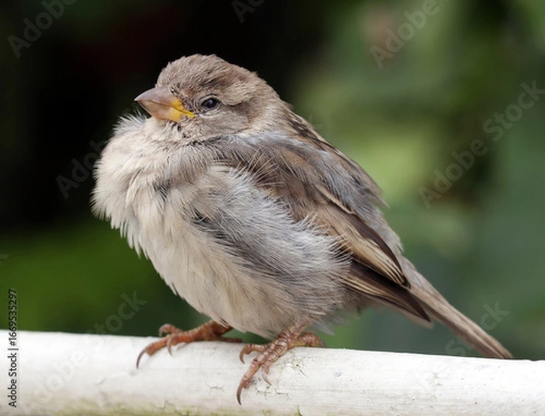 Obraz Close-up of a young house sparrow sitting on the garden fence. Dark blurred background. Selective soft focus.