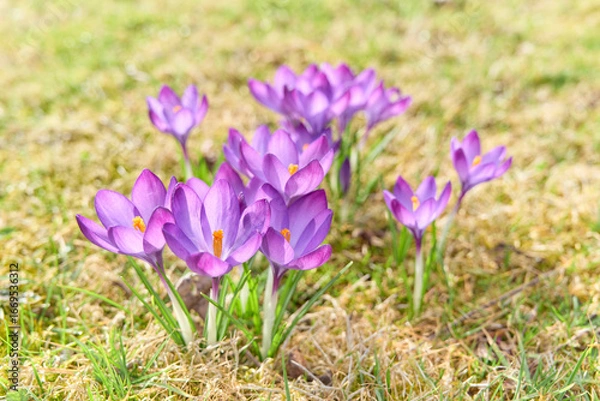 Fototapeta Blooming crocus flower in the sunlight. Defocused, natural, sunny background.	