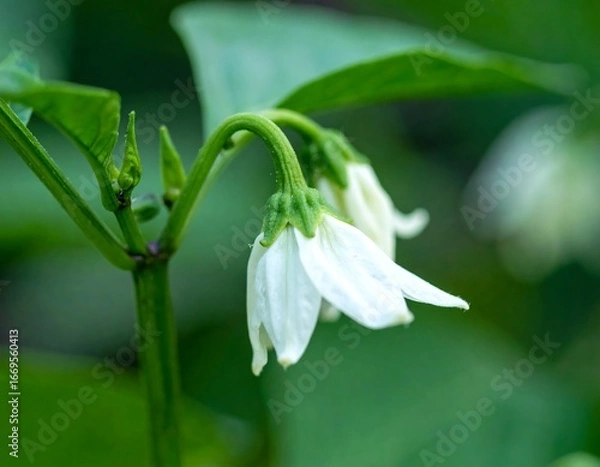 Obraz White Pepper Flower Blooming in Garden