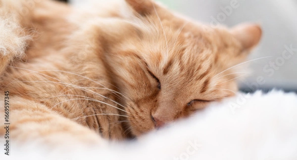 Obraz 窓辺で眠る可愛い猫　茶トラ猫	