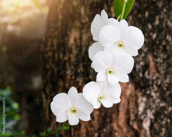 Obraz White orchid flowers on tree
