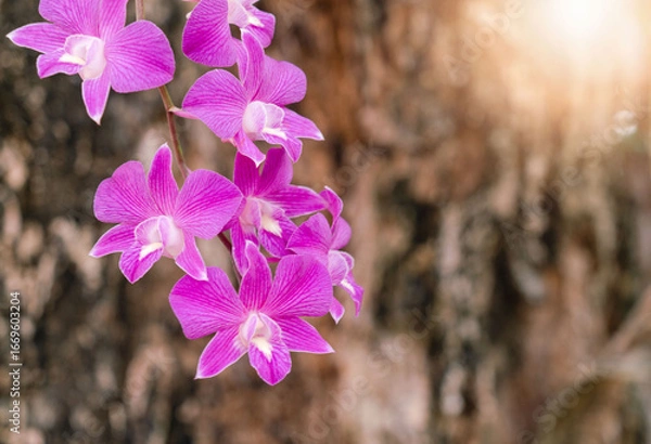 Obraz Pink orchid flowers on tree