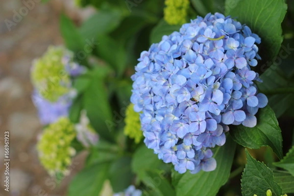 Fototapeta 青色の紫陽花の花