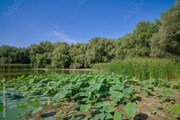 Obraz Nelumbo nucífera