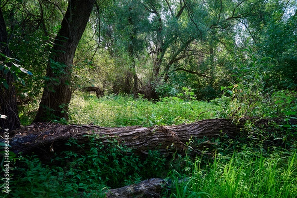 Obraz Mystical forest