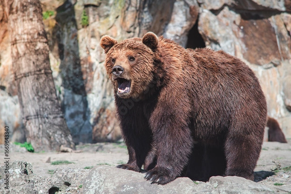 Obraz brown bear in the forest