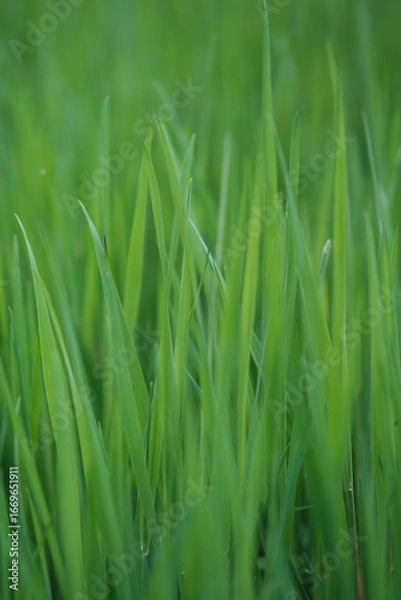 Obraz Long Summer Grass Background