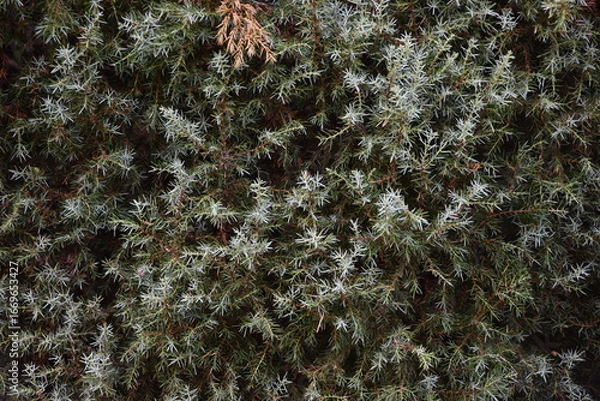 Fototapeta Wacholder